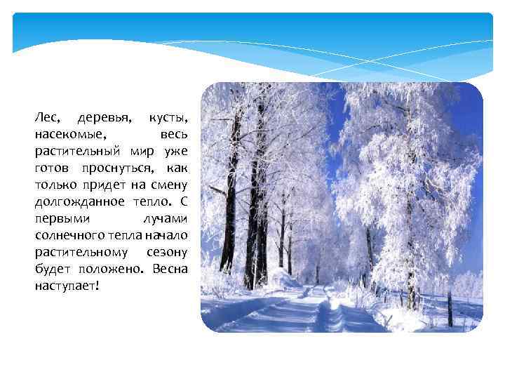 Лес, деревья, кусты, насекомые, весь растительный мир уже готов проснуться, как только придет на