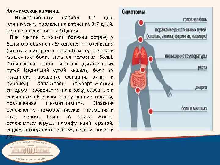 Клиническая картина. Инкубационный период 1 -2 дня. Клинические проявления в течение 3 -7 дней,