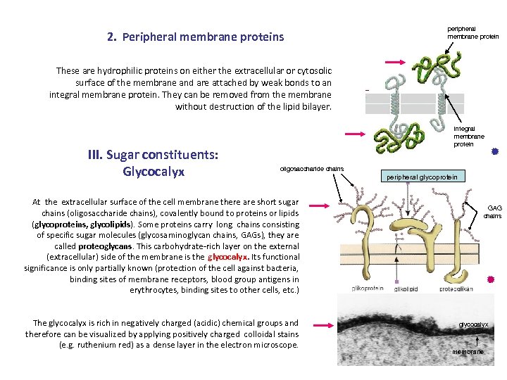 2. Peripheral membrane proteins peripheral membrane protein These are hydrophilic proteins on either the