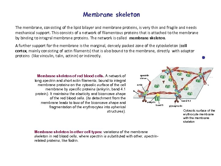 Membrane skeleton The membrane, consisting of the lipid bilayer and membrane proteins, is very