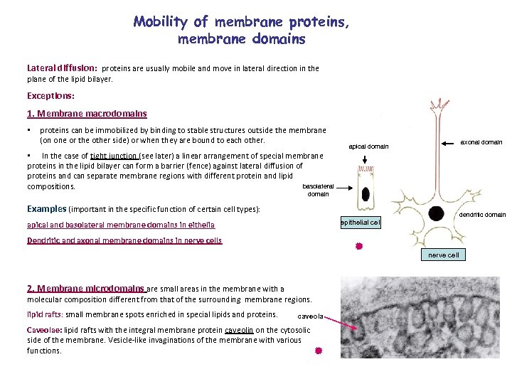 Mobility of membrane proteins, membrane domains Lateral diffusion: proteins are usually mobile and move