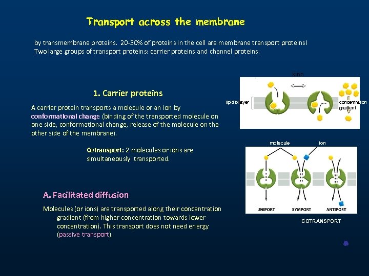 Transport across the membrane by transmembrane proteins. 20 -30% of proteins in the cell