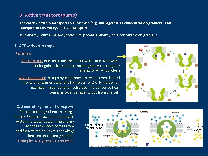 B. Active transport (pump) The carrier protein transports a substance (e. g. ion) against