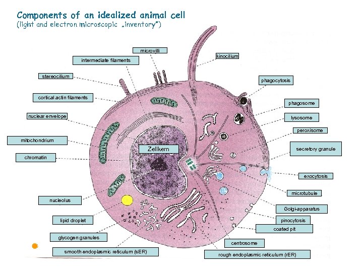 Components of an idealized animal cell (light and electron microscopic „inventory”) microvilli kinocilium intermediate