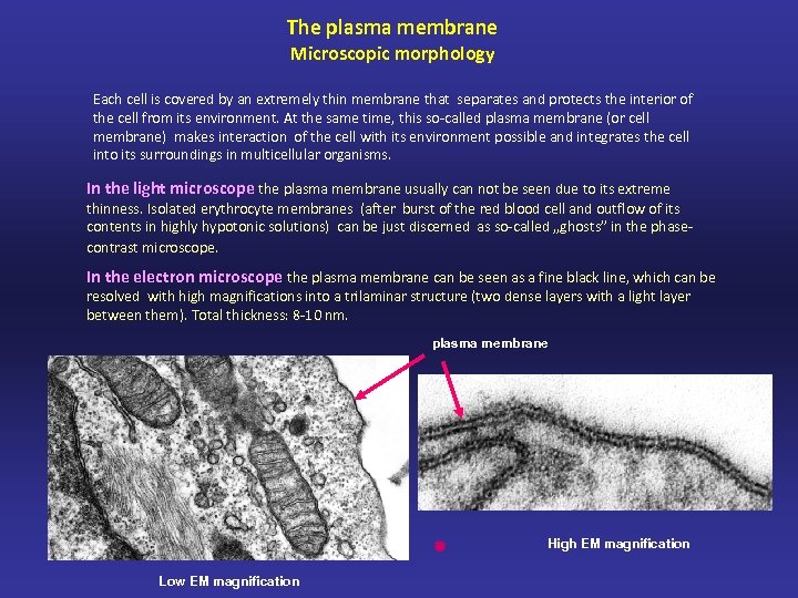 The plasma membrane Microscopic morphology Each cell is covered by an extremely thin membrane