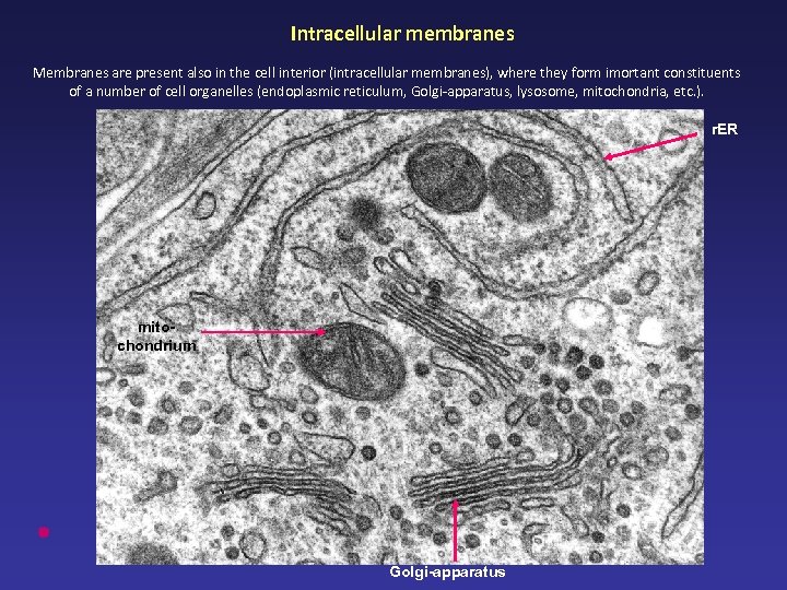 Intracellular membranes Membranes are present also in the cell interior (intracellular membranes), where they