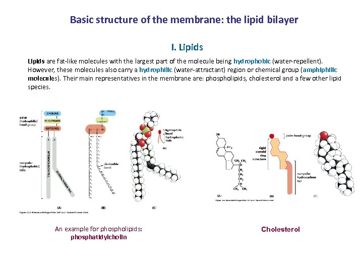 Basic structure of the membrane: the lipid bilayer I. Lipids are fat-like molecules with