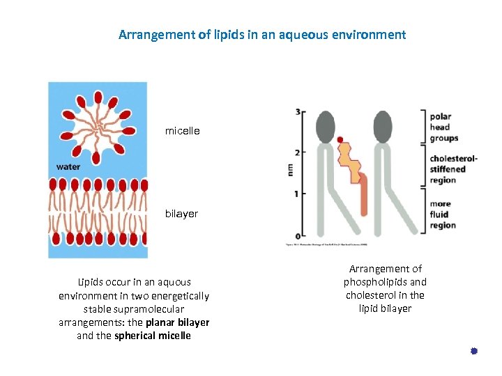 Arrangement of lipids in an aqueous environment micelle bilayer Lipids occur in an aquous