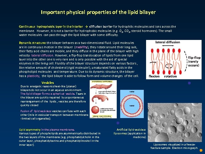 Important physical properties of the lipid bilayer Continuous hydrophobic layer in the interior →