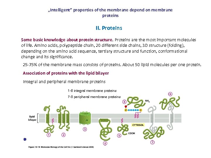 „Intelligent” properties of the membrane depend on membrane proteins II. Proteins Some basic knowledge