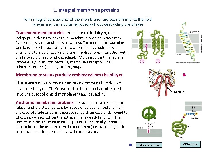 1. Integral membrane proteins form integral constituents of the membrane, are bound firmly to