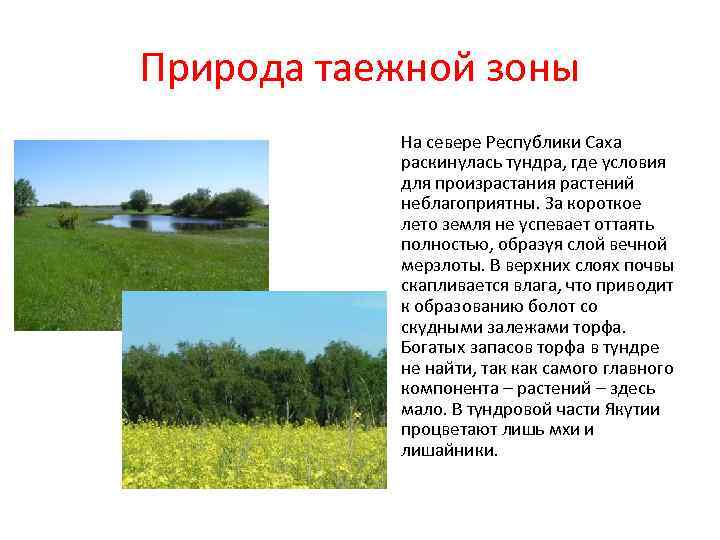 Природа таежной зоны На севере Республики Саха раскинулась тундра, где условия для произрастания растений