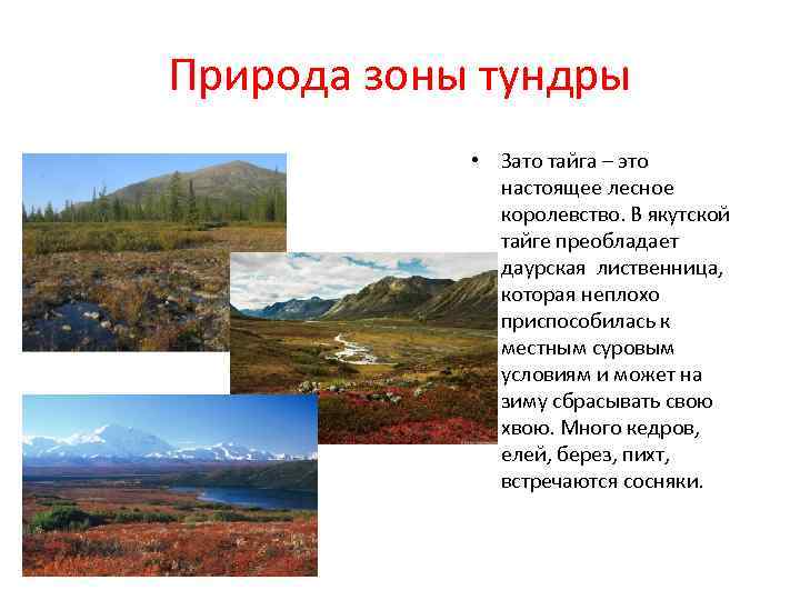 Природа зоны тундры • Зато тайга – это настоящее лесное королевство. В якутской тайге