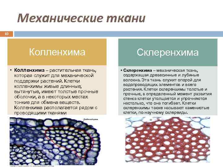 Механические ткани 10 Колленхима • Колленхима – растительная ткань, которая служит для механической поддержки