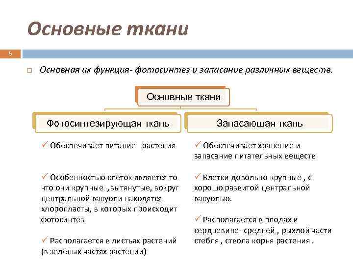 Основные ткани 5 Основная их функция- фотосинтез и запасание различных веществ. Основные ткани Фотосинтезирующая