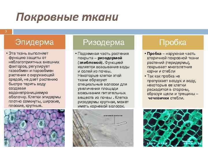 Покровные ткани 7 Эпидерма • Эта ткань выполняет функцию защиты от неблагоприятных внешних факторов,