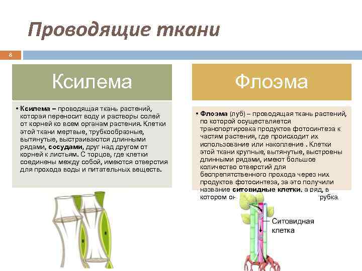 Проводящие ткани 8 Ксилема • Ксилема – проводящая ткань растений, которая переносит воду и