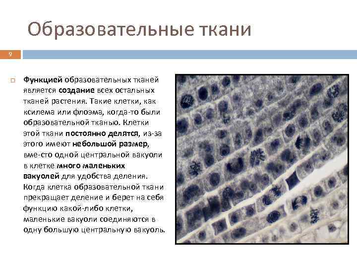 Образовательные ткани 9 Функцией образовательных тканей является создание всех остальных тканей растения. Такие клетки,