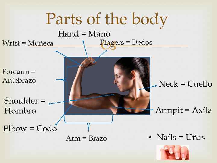 Parts of the body Wrist = Muñeca Hand = Mano Fingers = Dedos Forearm