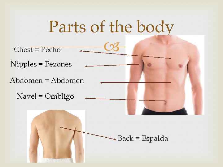 Parts of the body Chest = Pecho Nipples = Pezones Abdomen = Abdomen Navel
