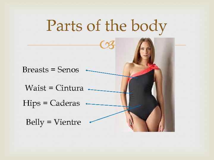 Parts of the body Breasts = Senos Waist = Cintura Hips = Caderas Belly