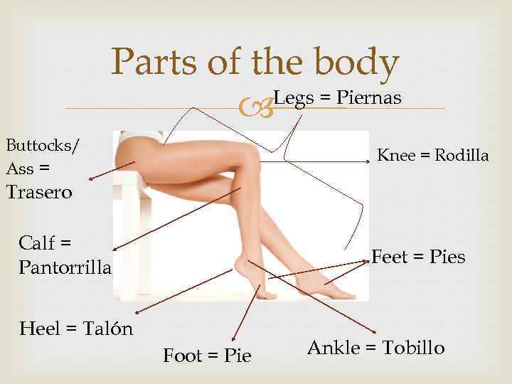 Parts of the body Legs = Piernas Buttocks/ Ass = • Knee = Rodilla
