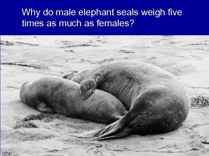 Why do male elephant seals weigh five times as much as females? 