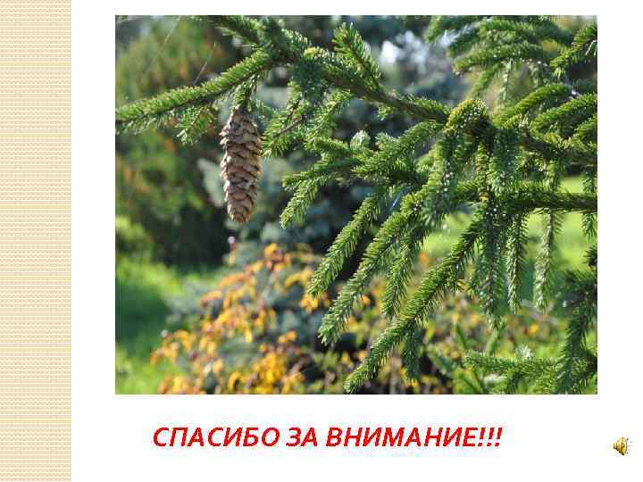 СПАСИБО ЗА ВНИМАНИЕ!!! 