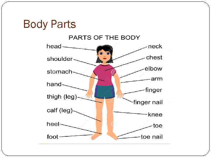 Body Parts 
