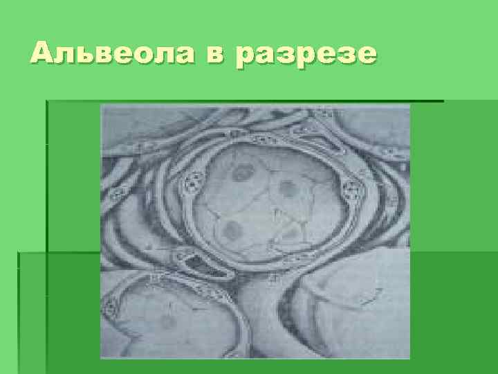 Альвеола в разрезе 