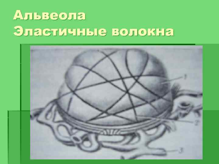 Альвеола Эластичные волокна 