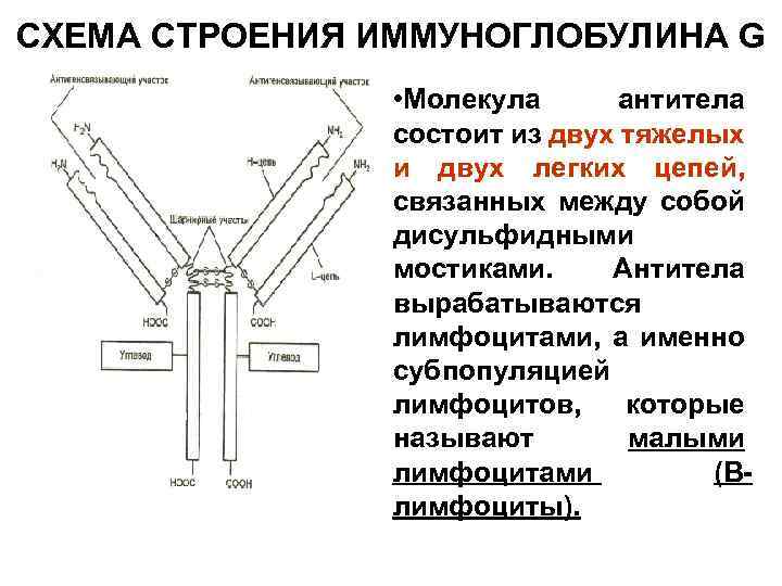 Схема иммуноглобулина g