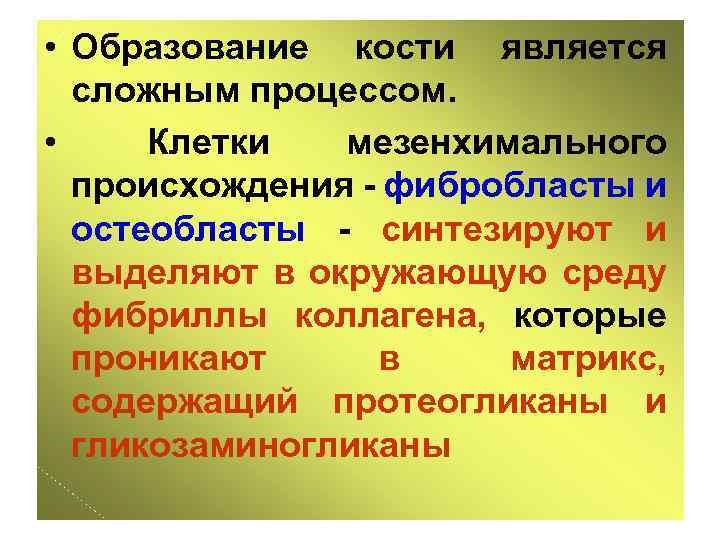  • Образование кости является сложным процессом. • Клетки мезенхимального происхождения - фибробласты и