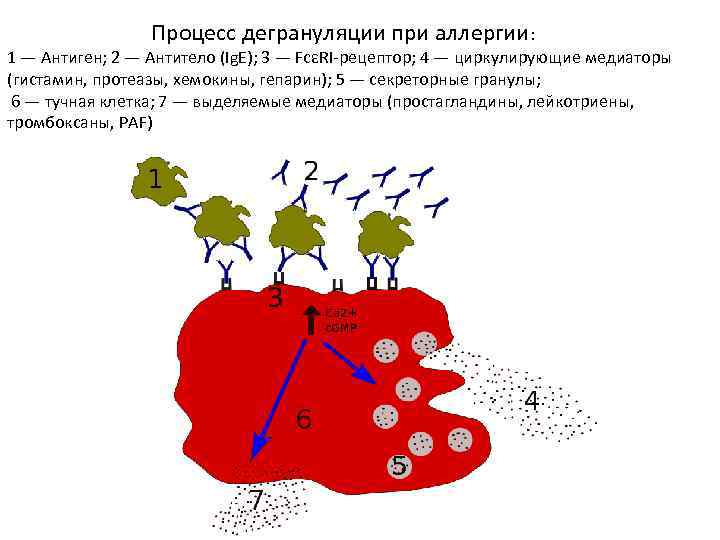 Процесс дегрануляции при аллергии: 1 — Антиген; 2 — Антитело (Ig. E); 3 —