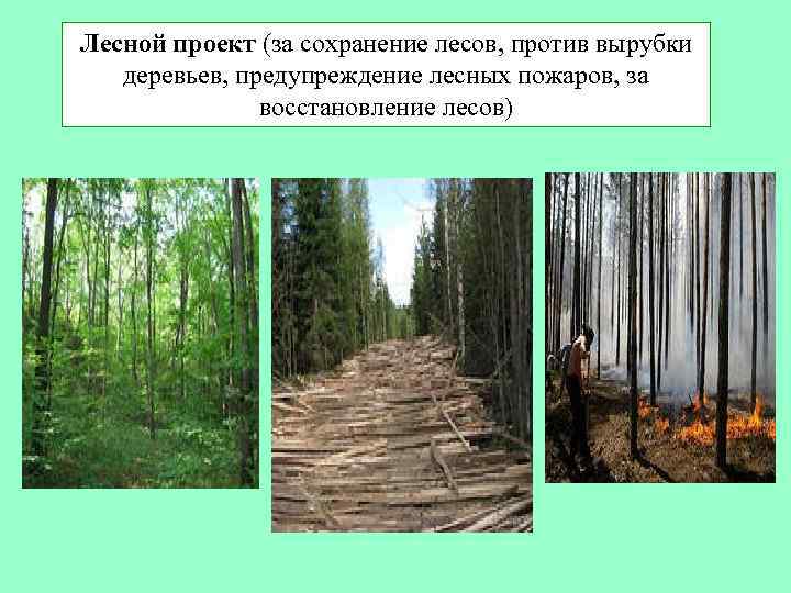 Лесной проект (за сохранение лесов, против вырубки деревьев, предупреждение лесных пожаров, за восстановление лесов)