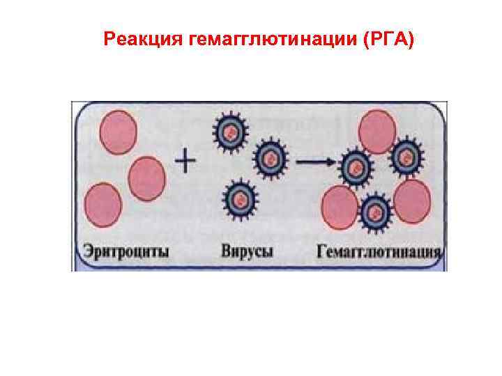  Реакция гемагглютинации (РГА) 