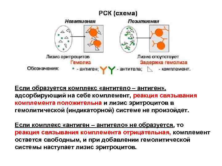 Если образуется комплекс «антитело – антиген» , адсорбирующий на себе комплемент, реакция связывания комплемента