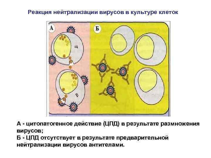 Реакция нейтрализации вирусов в культуре клеток А - цитопатогенное действие (ЦПД) в результате размножения