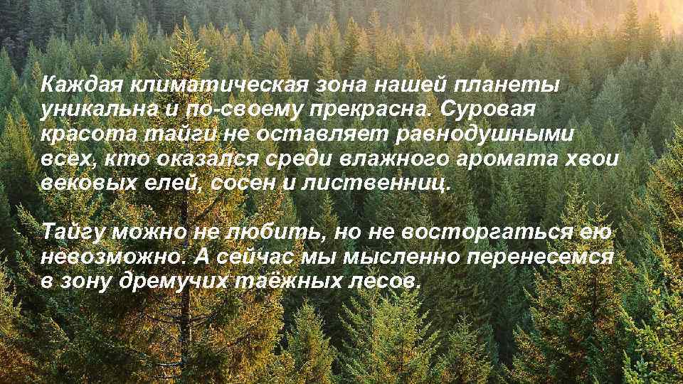 Каждая климатическая зона нашей планеты уникальна и по-своему прекрасна. Суровая красота тайги не оставляет