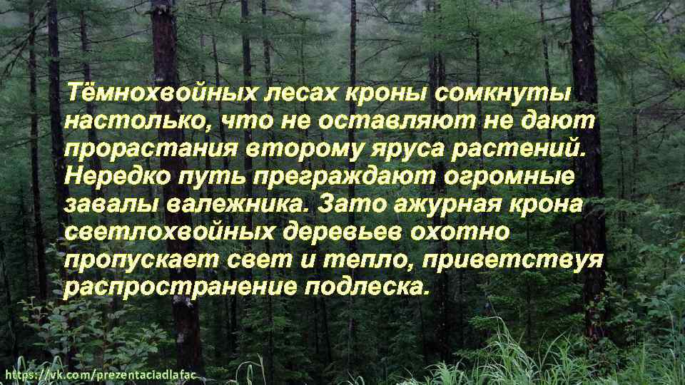 Тёмнохвойных лесах кроны сомкнуты настолько, что не оставляют не дают прорастания второму яруса растений.