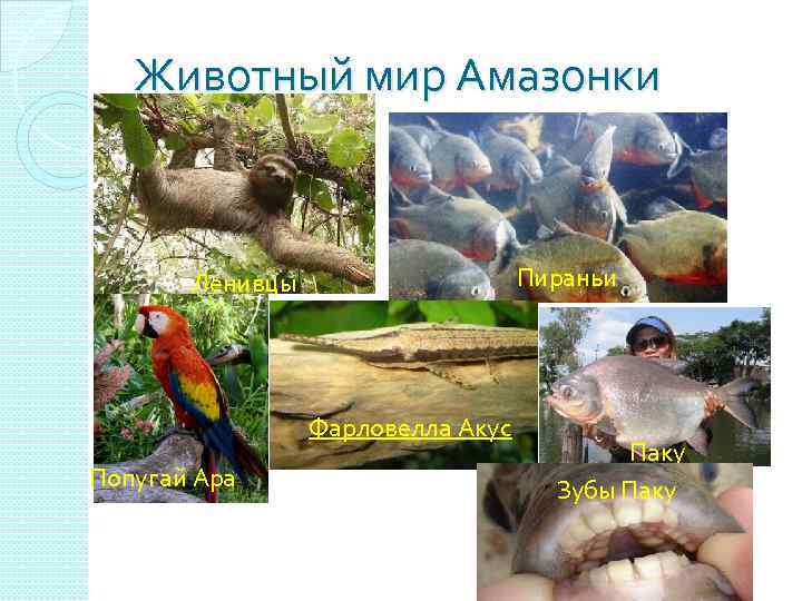 Животный мир Амазонки Пираньи Ленивцы Фарловелла Акус Попугай Ара Паку Зубы Паку 