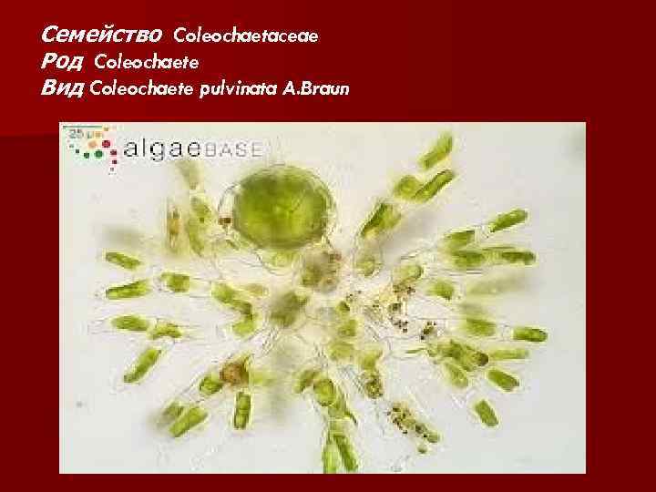 Семейство Coleochaetaceae Род Coleochaete Вид Coleochaete pulvinata A. Braun 