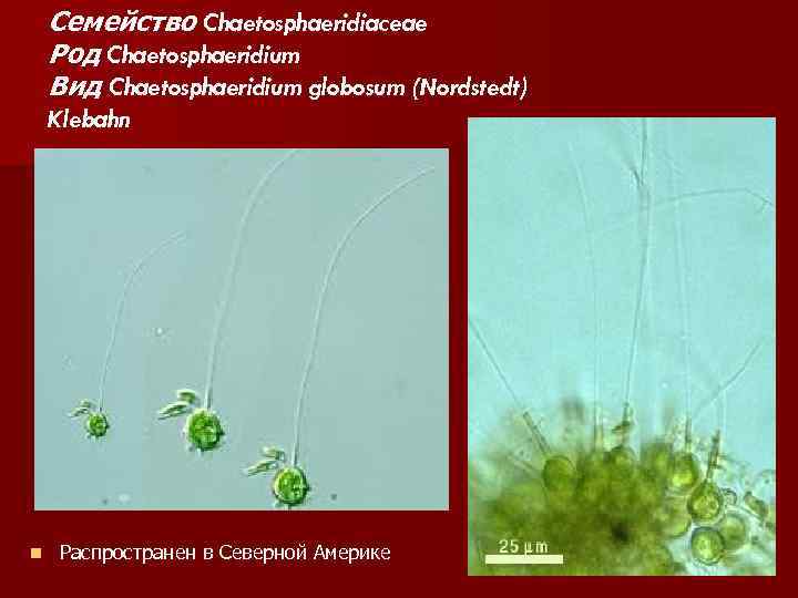 Семейство Chaetosphaeridiaceae Род Chaetosphaeridium Вид Chaetosphaeridium globosum (Nordstedt) Klebahn n Распространен в Северной Америке