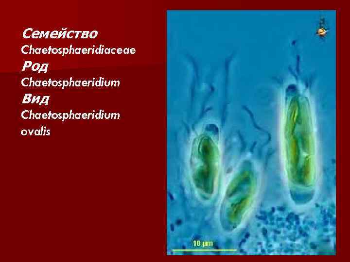 Семейство Chaetosphaeridiaceae Род Chaetosphaeridium Вид Chaetosphaeridium ovalis 