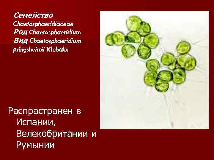 Семейство Chaetosphaeridiaceae Род Chaetosphaeridium Вид Chaetosphaeridium pringsheimii Klebahn Распрастранен в Испании, Велекобритании и Румынии