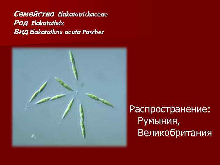 Семейство Elakatotrichaceae Род Elakatothrix Вид Elakatothrix acuta Pascher Распространение: Румыния, Великобритания 