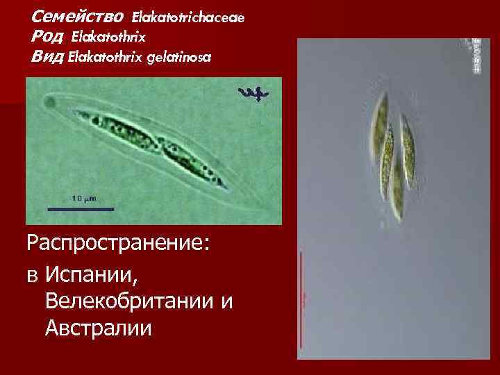 Семейство Elakatotrichaceae Род Elakatothrix Вид Elakatothrix gelatinosa Распространение: в Испании, Велекобритании и Австралии 