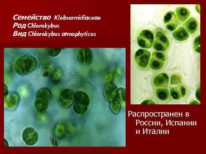 Семейство Klebsormidiaceae Род Chlorokybus Вид Chlorokybus atmophyticus Распространен в России, Испании и Италии 