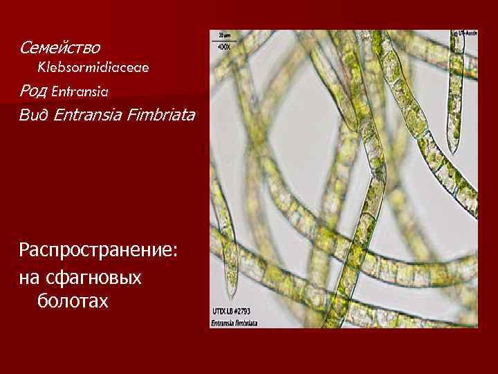 Семейство Klebsormidiaceae Род Entransia Вид Entransia Fimbriata Распространение: на сфагновых болотах 