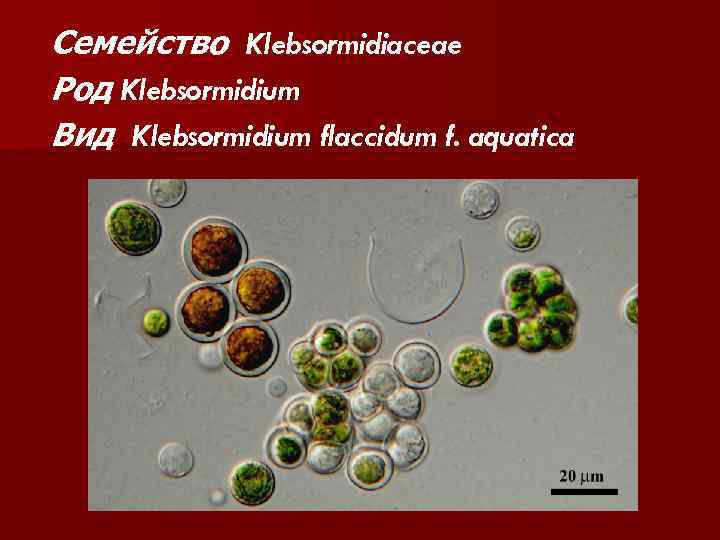 Семейство Klebsormidiaceae Род Klebsormidium Вид Klebsormidium flaccidum f. aquatica 